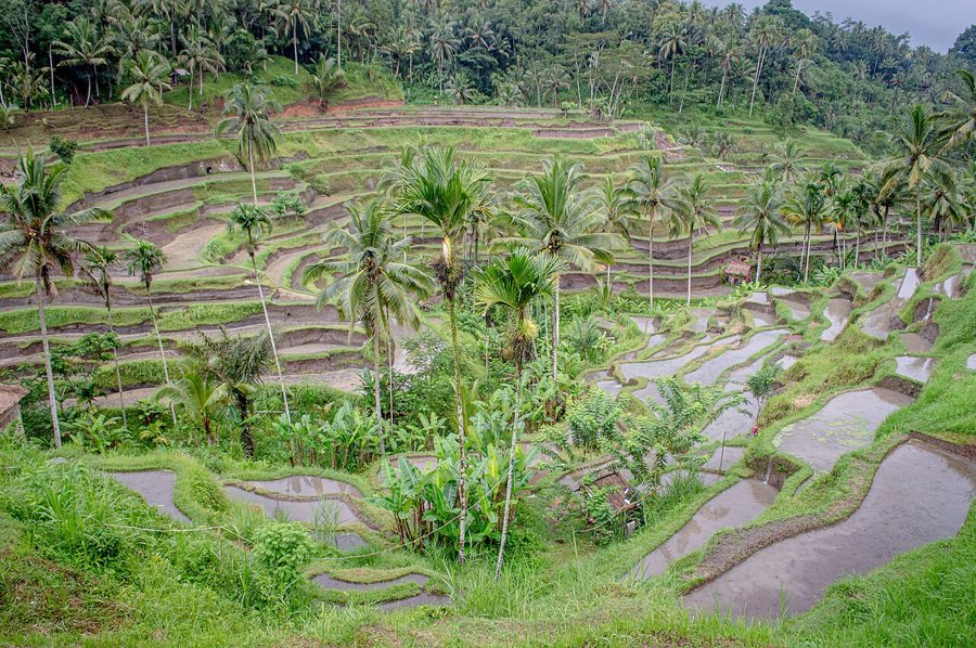 Reisterrassen von Tegallalang auf Bali