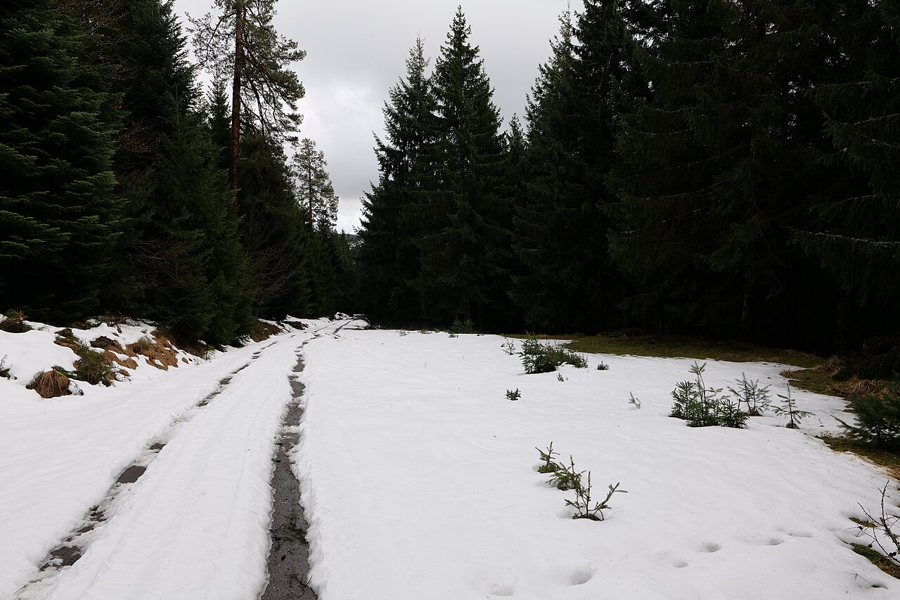 Waldweg im Nationalpark Schwarzwald bei Baiersbronn