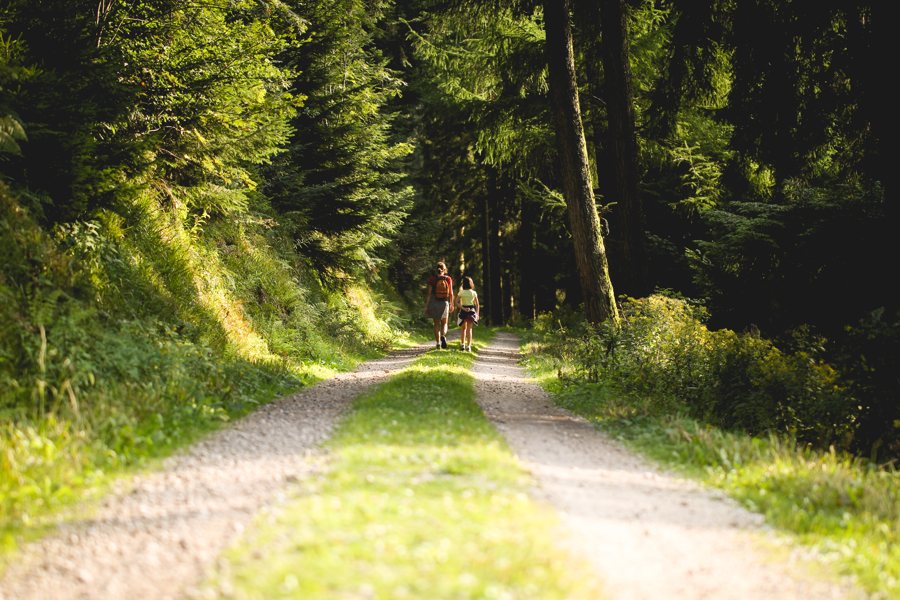 A black forest walk