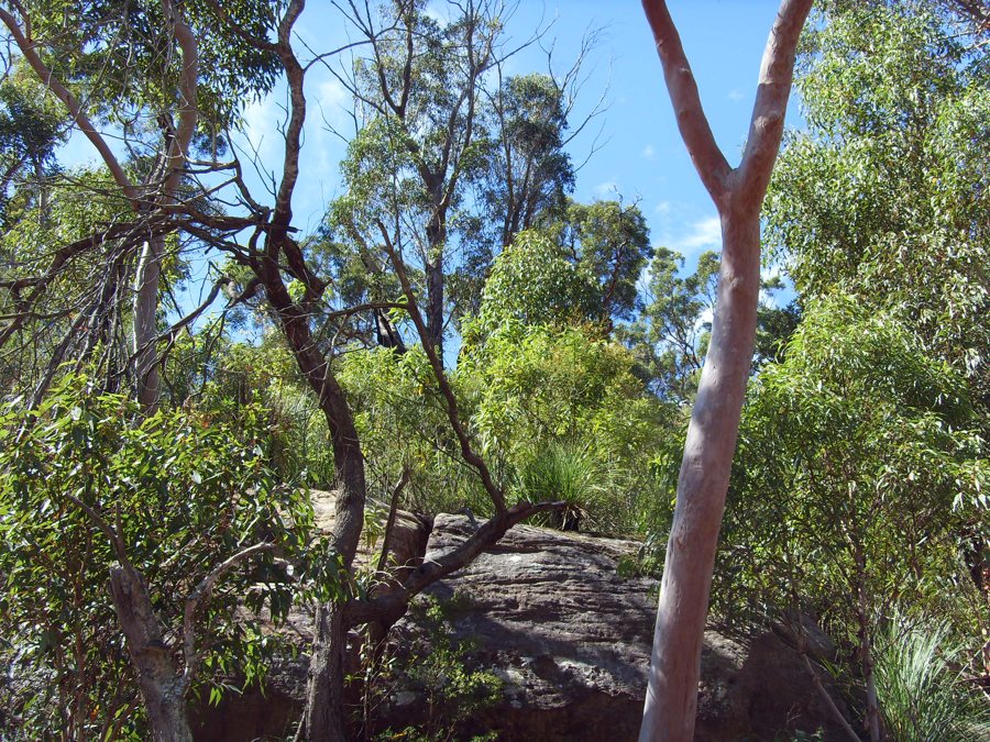 Eukalyptusbäume und Felsen in einer australischen Buschlandschaft