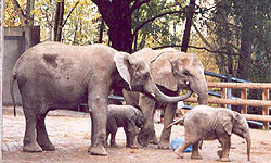 Kibo und Bogi im Wuppertaler Zoo